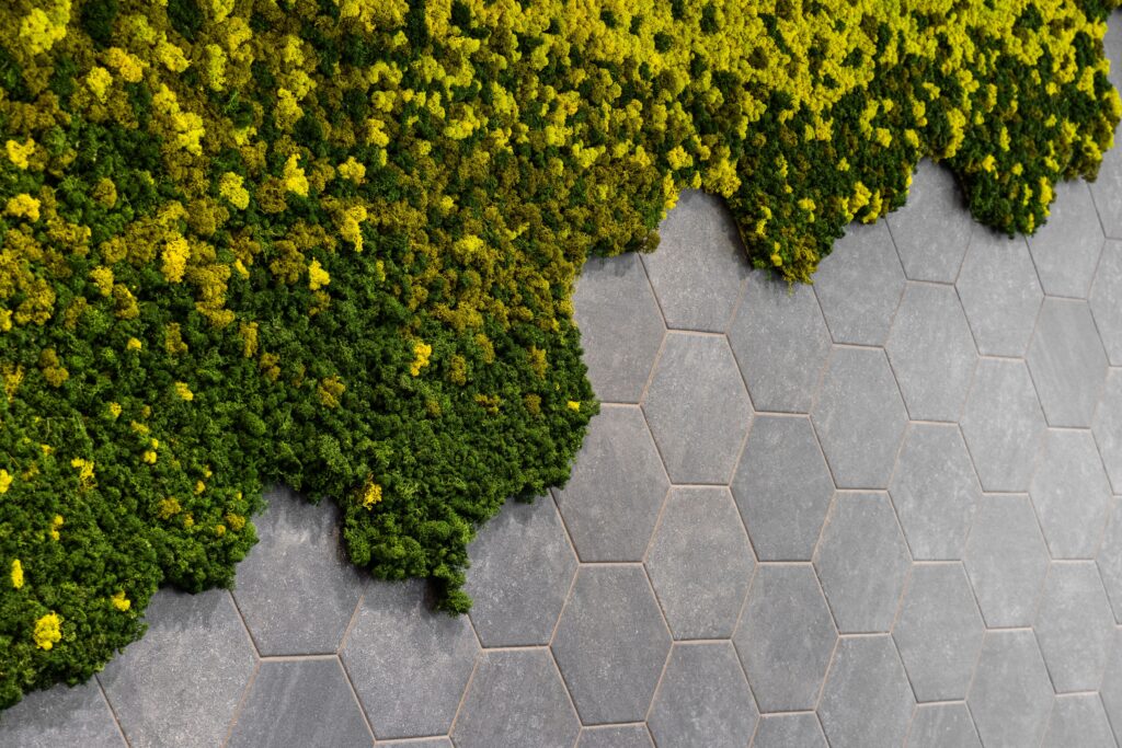 A green plant growing on a grey tile surface.